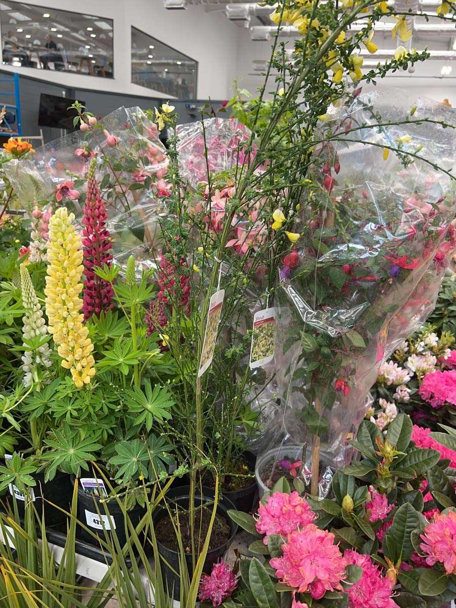 Lot 4314 - Cytisus Luna