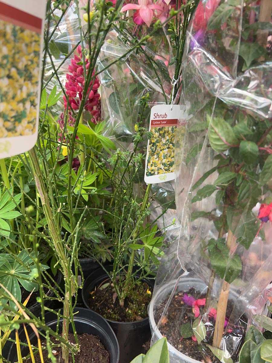 Lot 4315 - Cytisus Luna