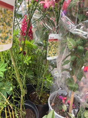 Lot 4315 - Cytisus Luna