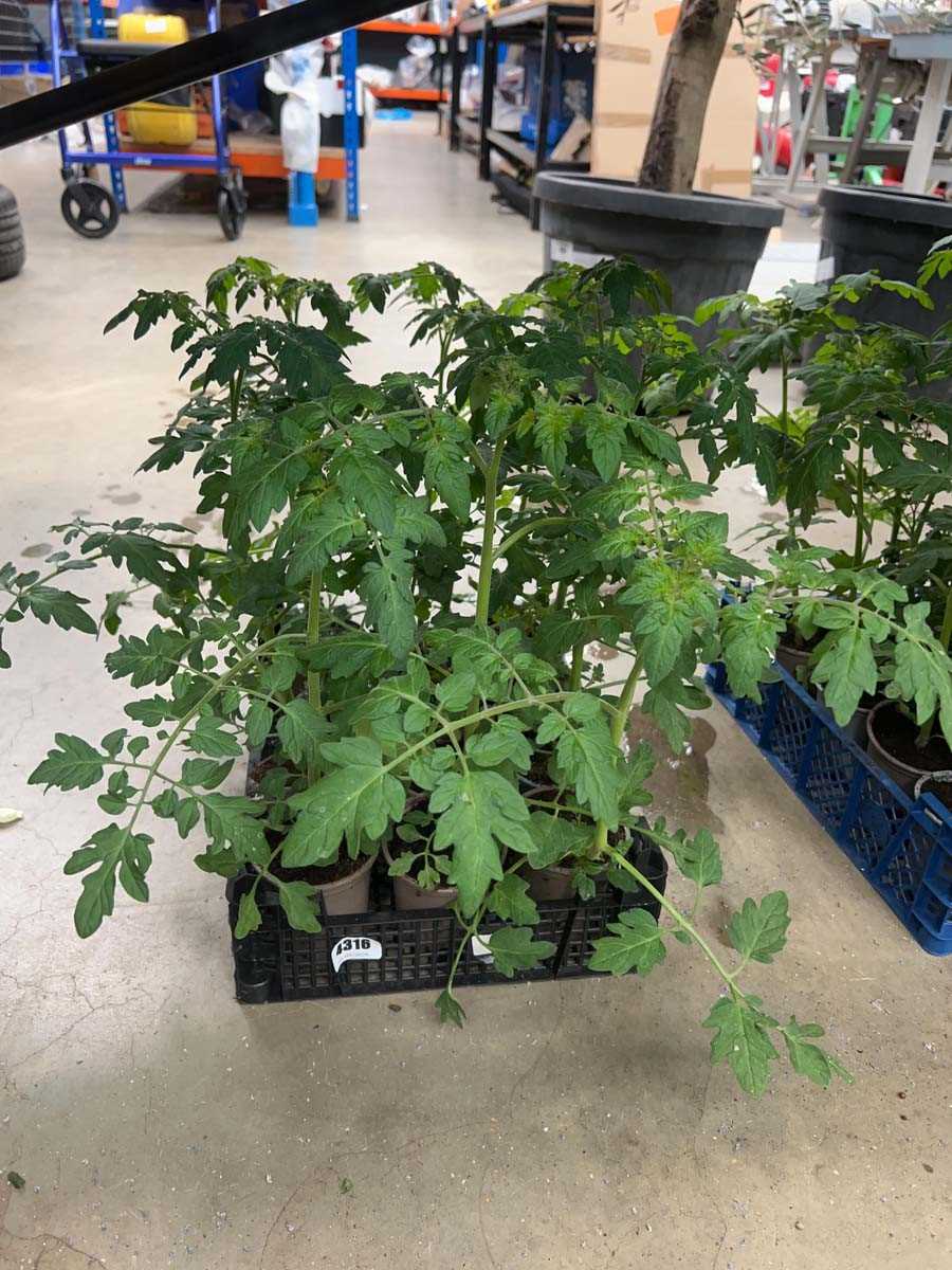 Lot 4316 - Tray of cherry tomatoes