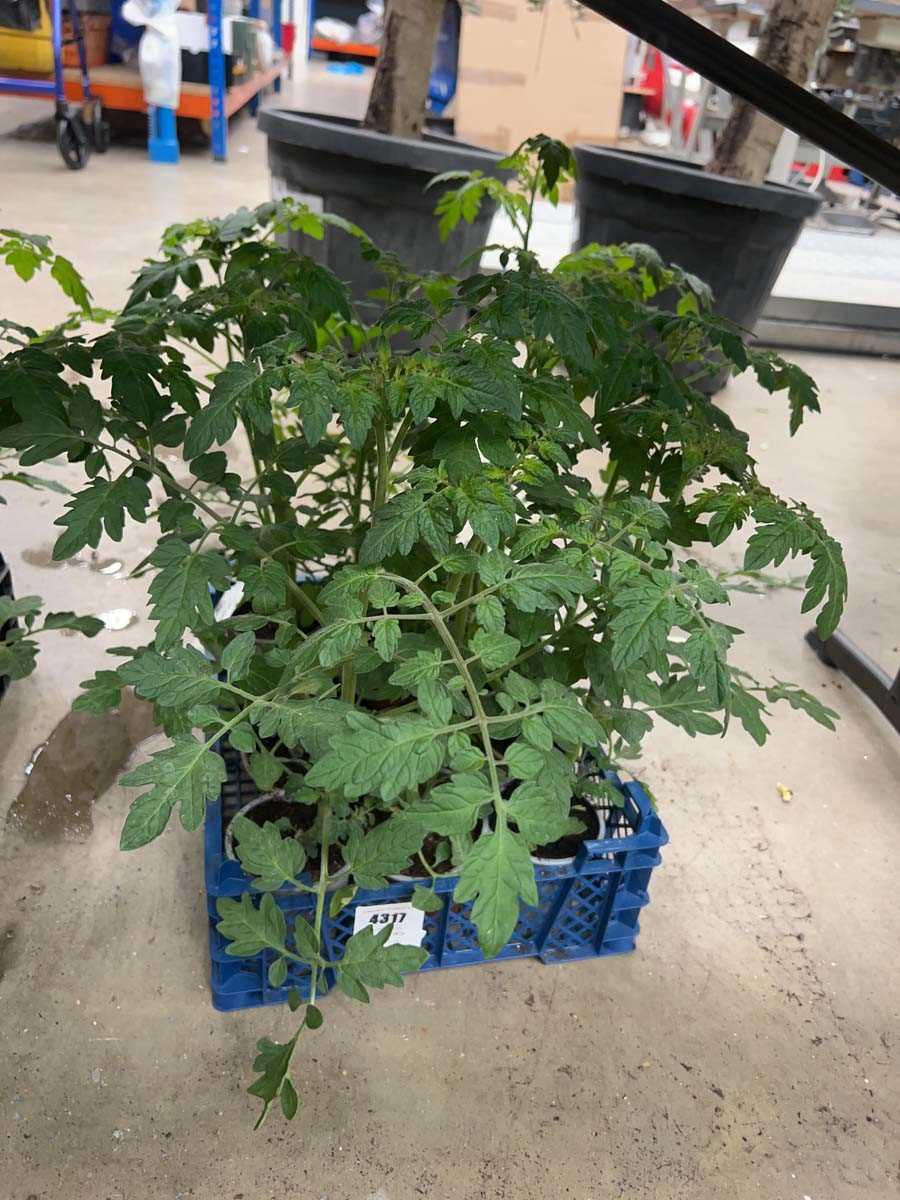 Lot 4317 - Tray of cherry tomatoes