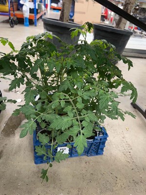 Lot 4317 - Tray of cherry tomatoes