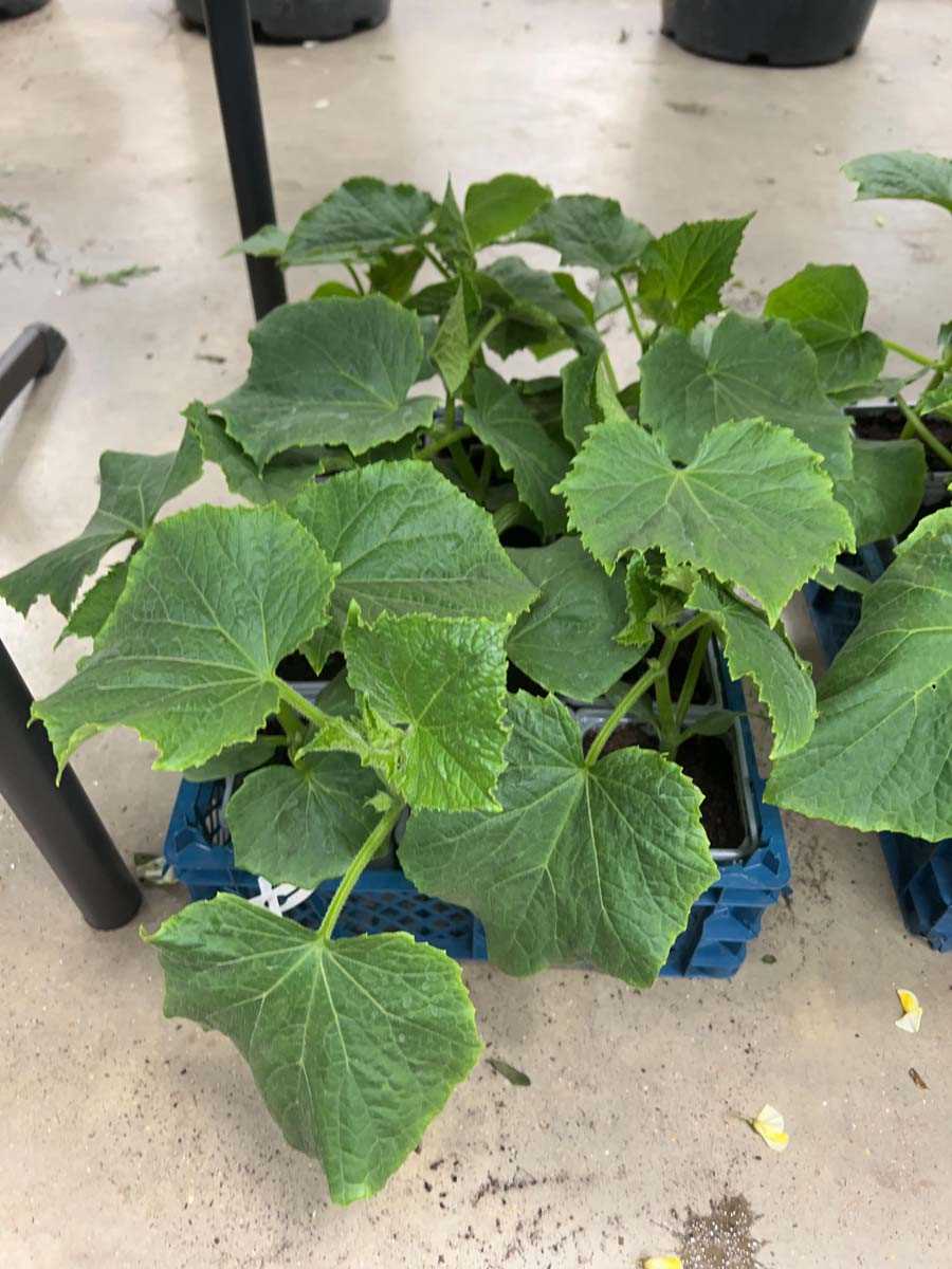 Lot 4318 - Tray of cucumber plants