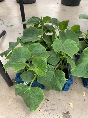 Lot 4318 - Tray of cucumber plants