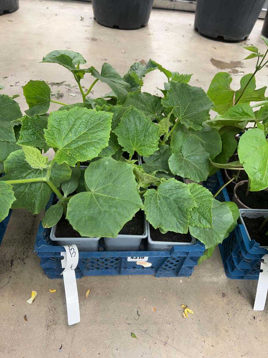 Lot 4319 - Tray of cucumber plants