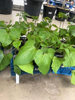 Lot 4320 - Tray of punner bean plants