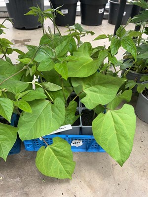 Lot 4321 - Tray of punner bean plants