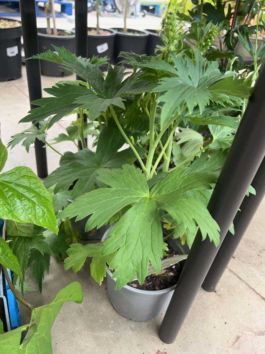 Lot 4322 - 2 potted Delphiniums