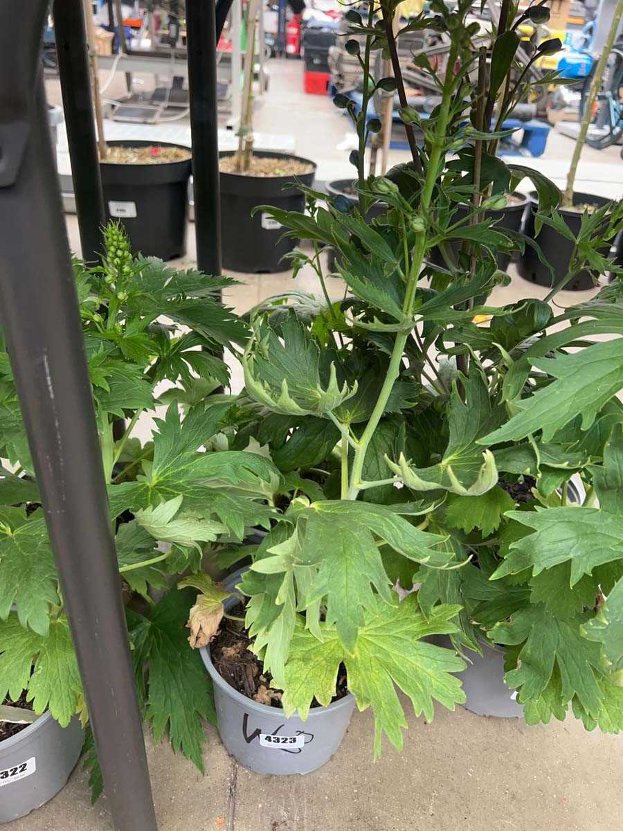 Lot 4323 - 2 potted Delphiniums