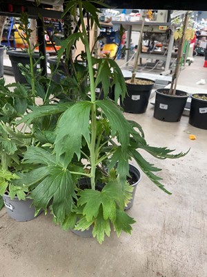 Lot 4324 - 2 potted Delphiniums