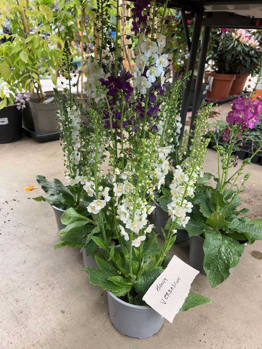 Lot 4325 - 3 Hardy Verbascum