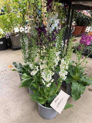 Lot 4325 - 3 Hardy Verbascum