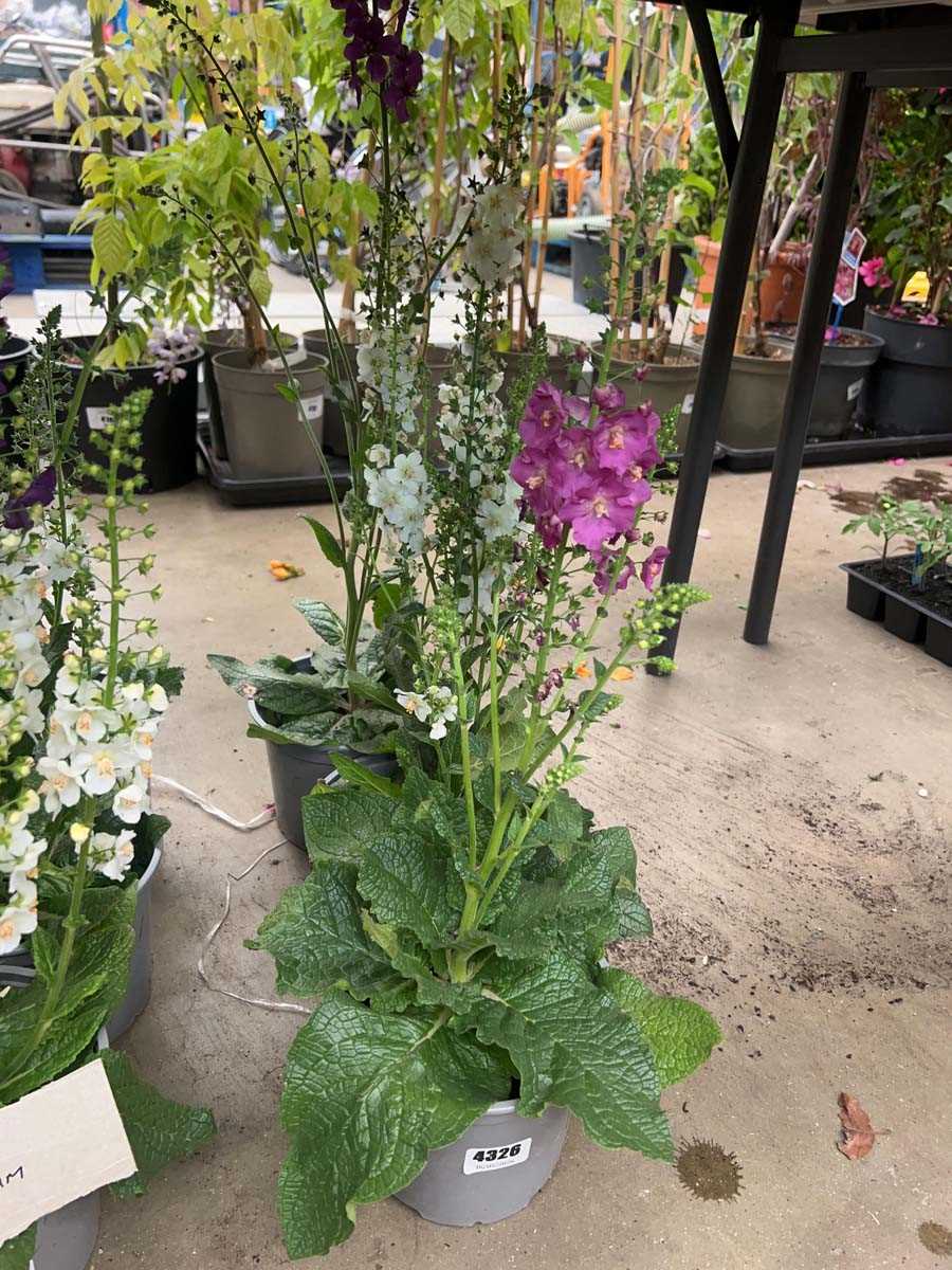 Lot 4326 - 3 Hardy Verbascum