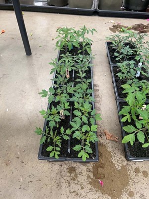 Lot 4327 - 3 small trays of tomato plants