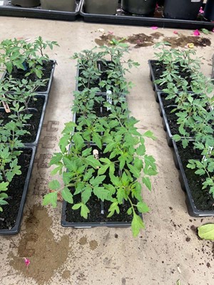 Lot 4328 - 3 small trays of tomato plants
