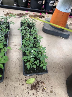 Lot 4329 - 3 small trays of tomato plants