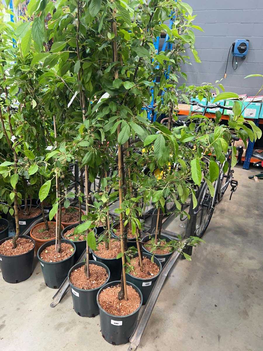Lot 4381 - Malus Gorgeous