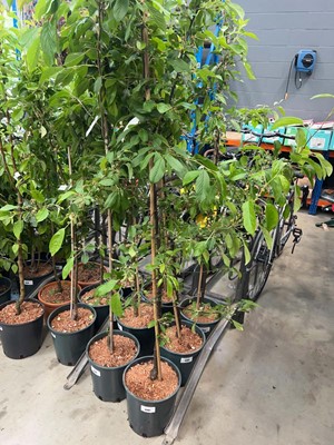 Lot 4381 - Malus Gorgeous