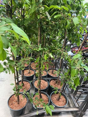 Lot 4382 - Malus Gorgeous
