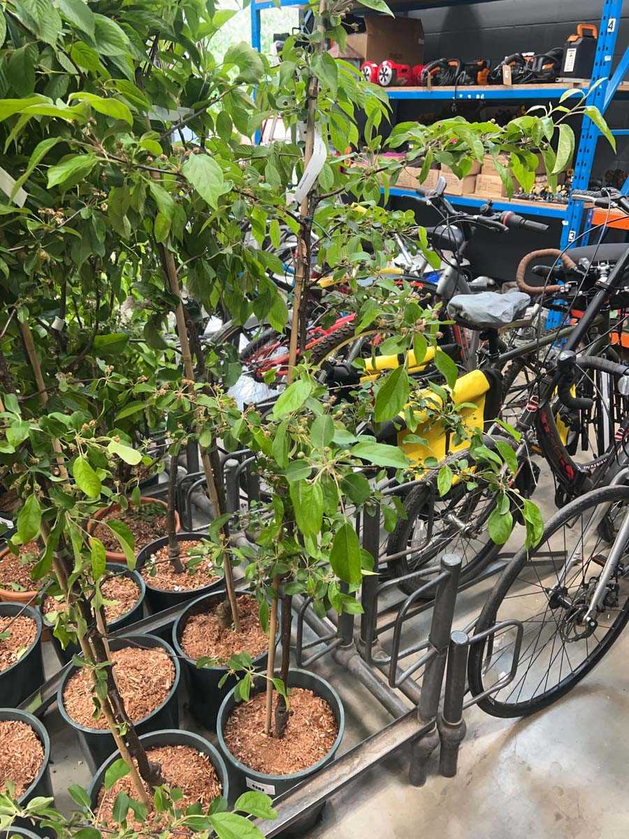 Lot 4383 - Malus Gorgeous