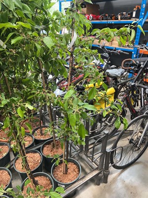 Lot 4383 - Malus Gorgeous