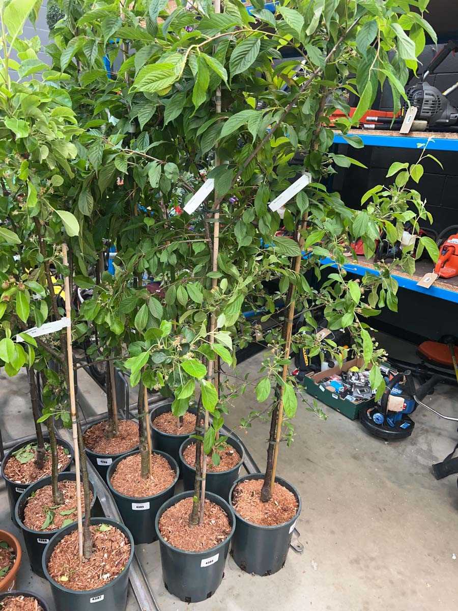 Lot 4384 - Prunus Kursar
