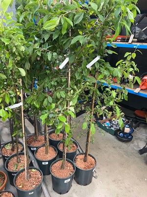 Lot 4384 - Prunus Kursar
