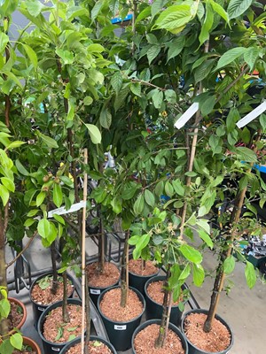 Lot 4385 - Prunus Kursar