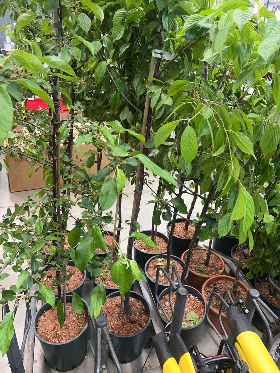 Lot 4386 - Prunus Kursar