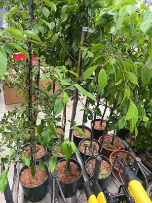 Lot 4386 - Prunus Kursar