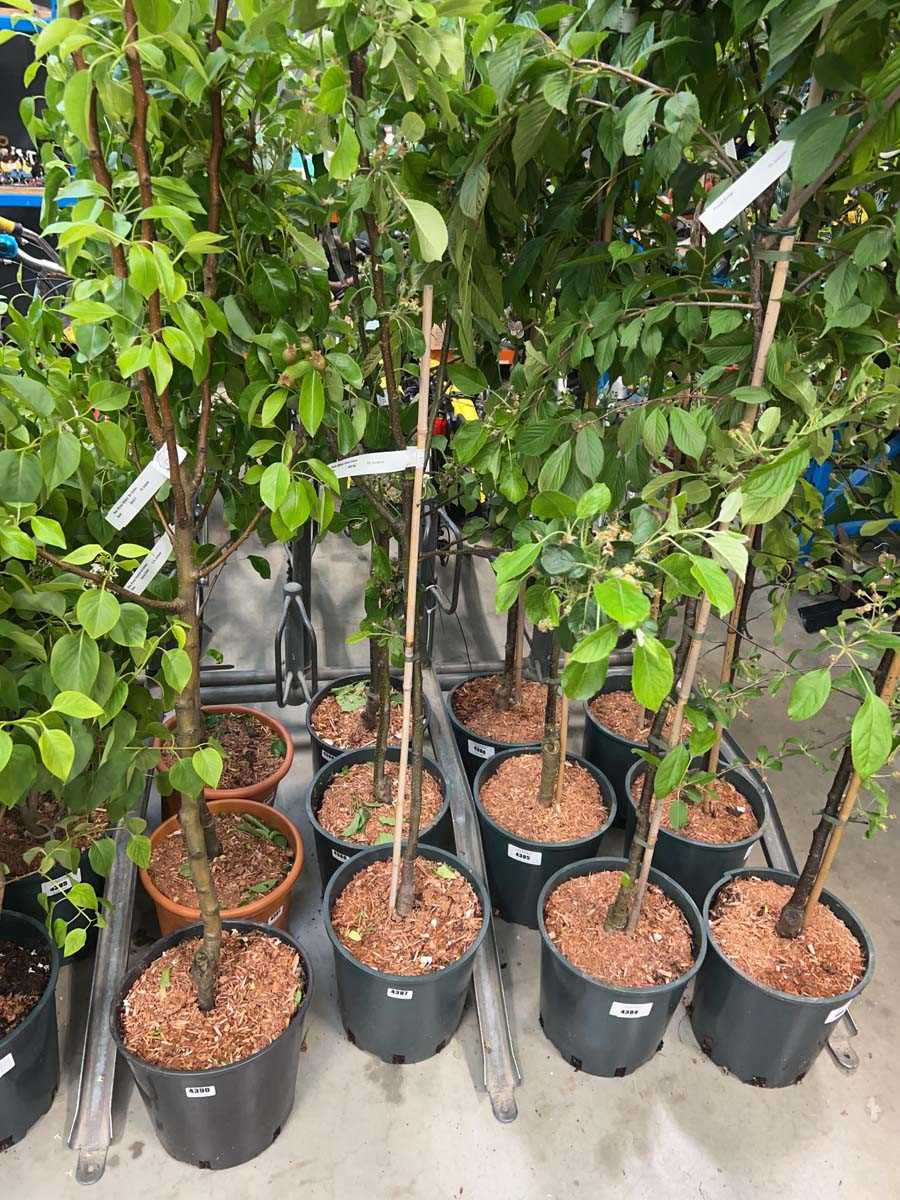 Lot 4387 - Apple (Malus) James Grieve