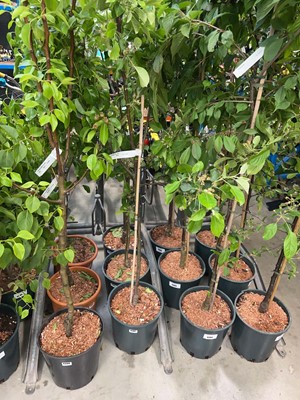 Lot 4387 - Apple (Malus) James Grieve