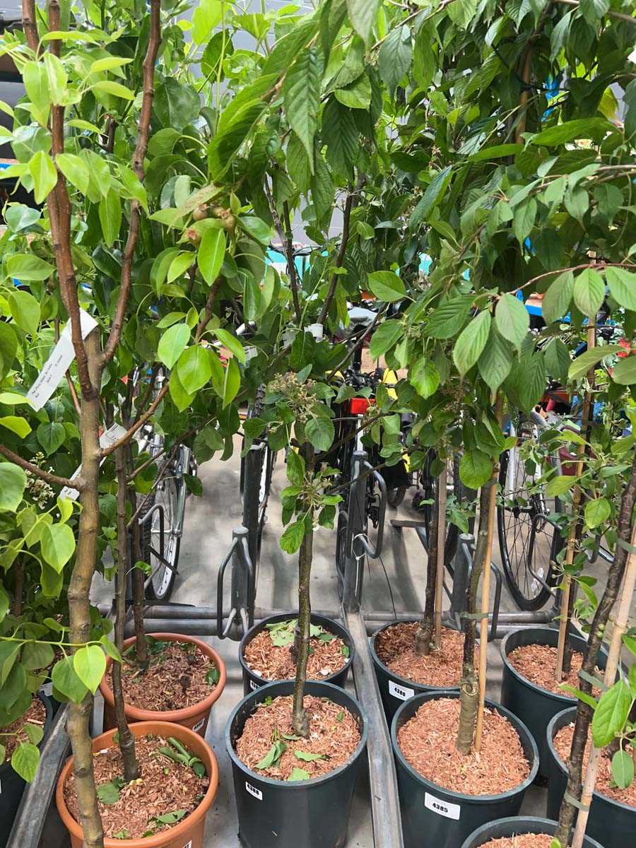 Lot 4388 - Apple (Malus) James Grieve