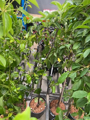 Lot 4389 - Apple (Malus) James Grieve