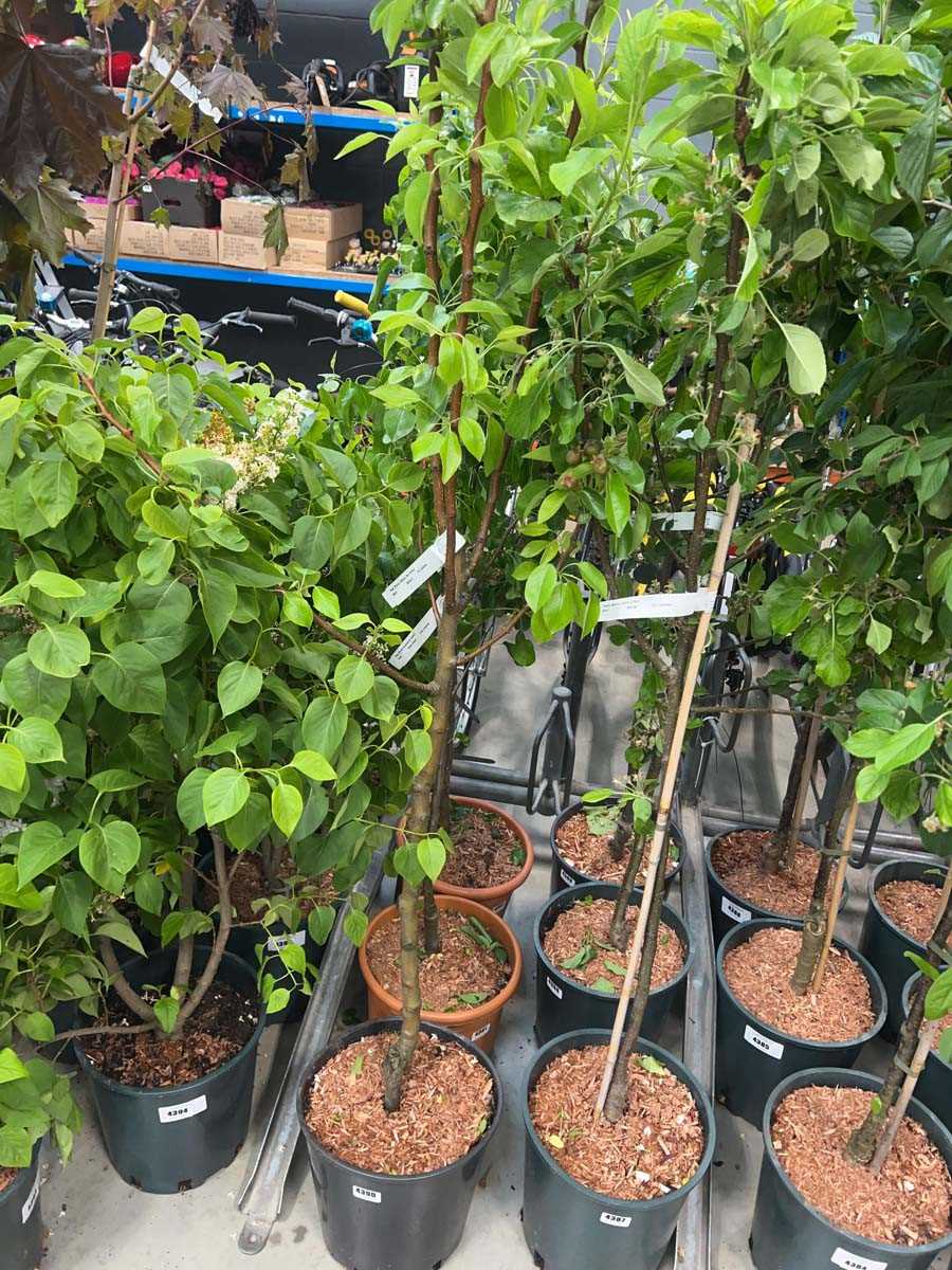 Lot 4390 - Pear (Pyrus) Williams Bon Shertien