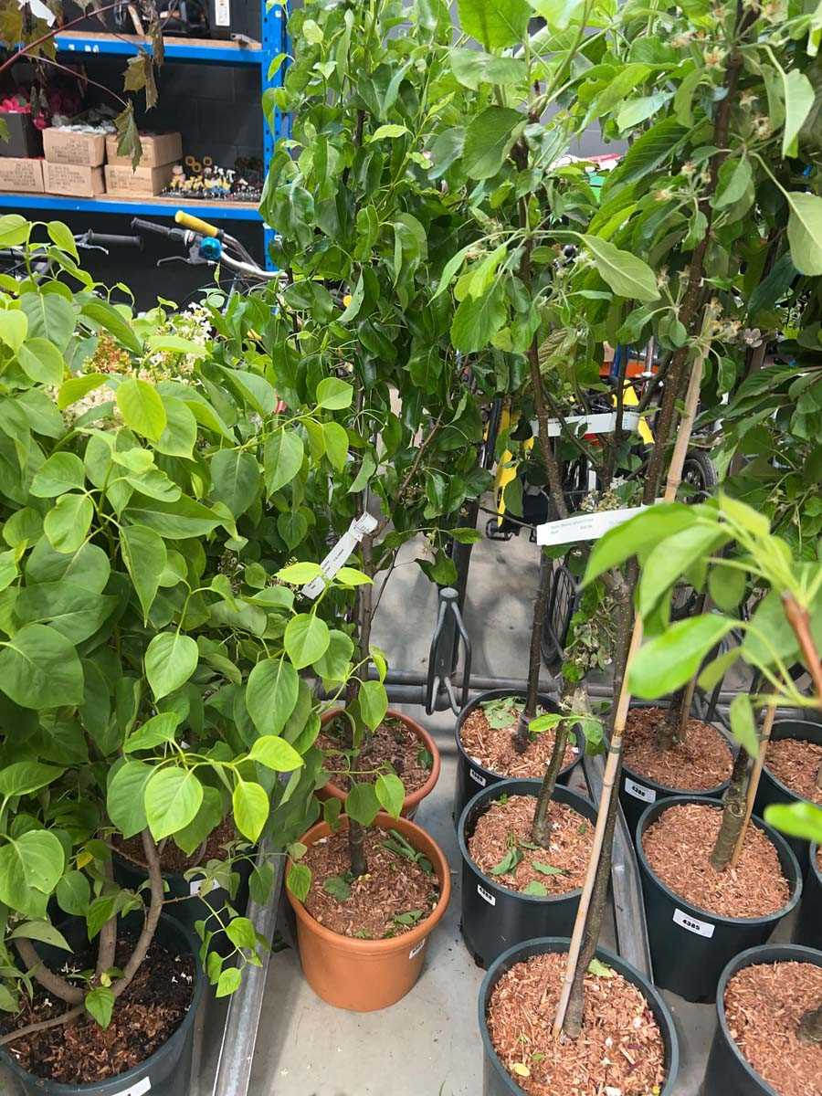 Lot 4391 - Pear (Pyrus) Doyenne du Comice