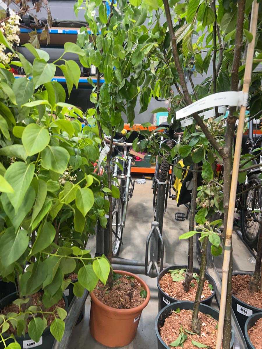 Lot 4392 - Pear (Pyrus) Doyenne du Comice