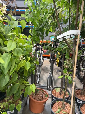 Lot 4392 - Pear (Pyrus) Doyenne du Comice