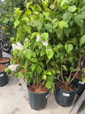 Lot 4393 - Syringa vul Madame Lemoine