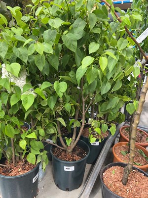 Lot 4394 - Syringa vul Madame Lemoine