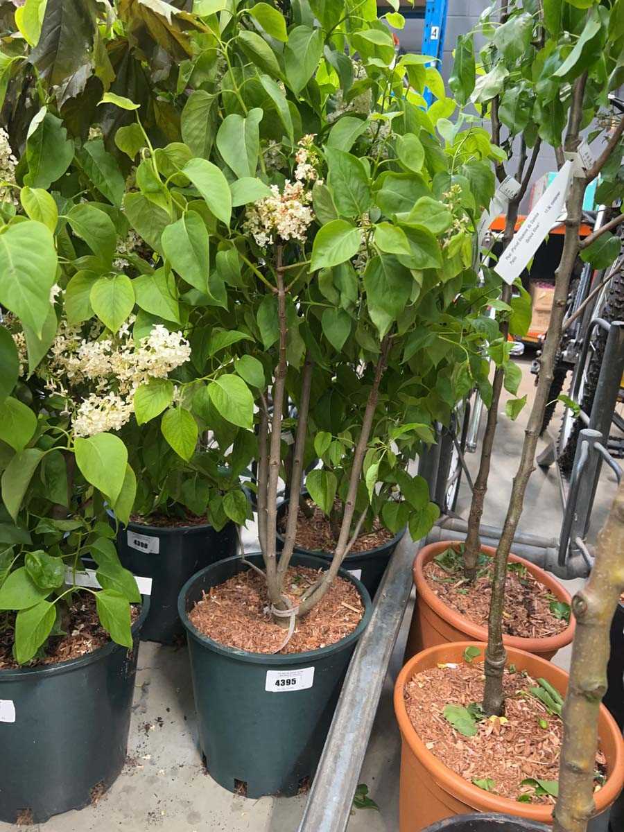 Lot 4395 - Syringa vul Madame Lemoine
