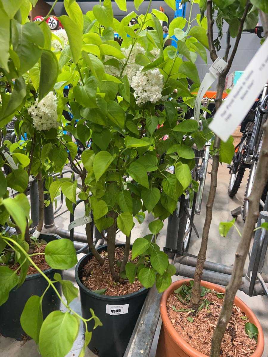 Lot 4396 - Syringa vul Madame Lemoine