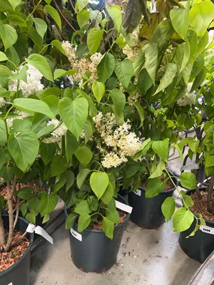 Lot 4397 - Syringa vul Madame Lemoine