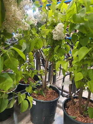Lot 4398 - Syringa vul Madame Lemoine