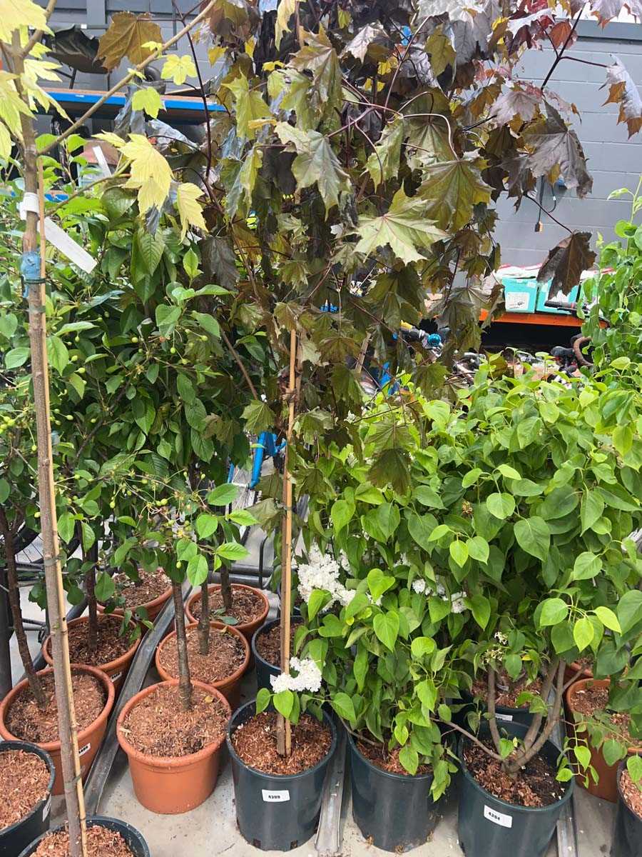 Lot 4399 - Acer Crimson King