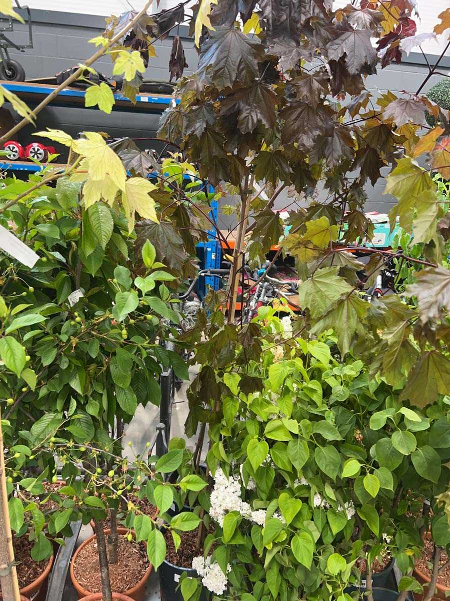 Lot 4400 - Acer Crimson King