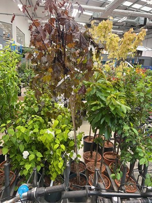 Lot 4401 - Acer Crimson King