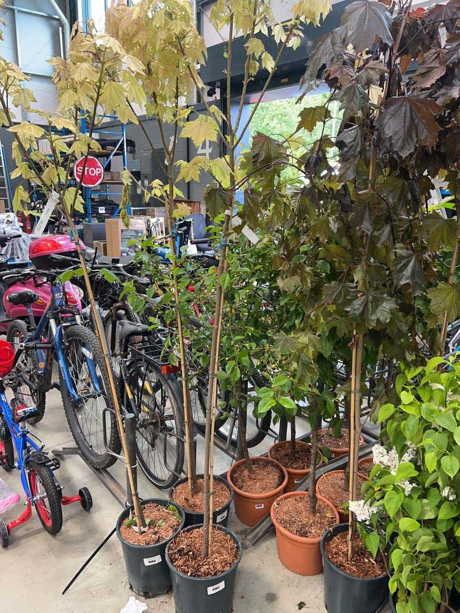 Lot 4402 - Acer Brilliantissimum