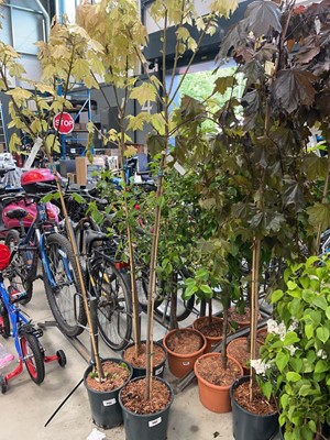 Lot 4402 - Acer Brilliantissimum