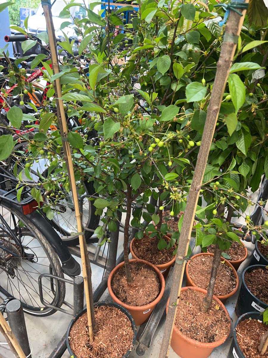 Lot 4405 - Cherry (Prunus) Morello